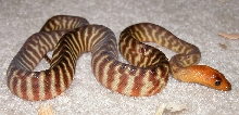 Baby Woma