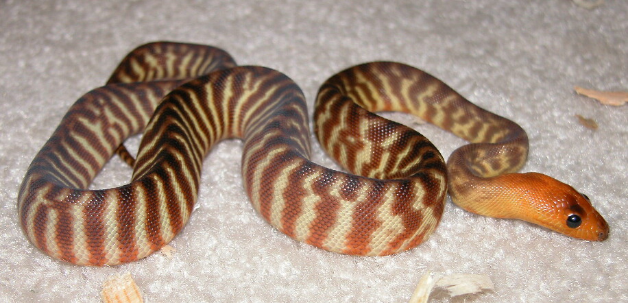 Baby Woma