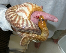Darn Womas