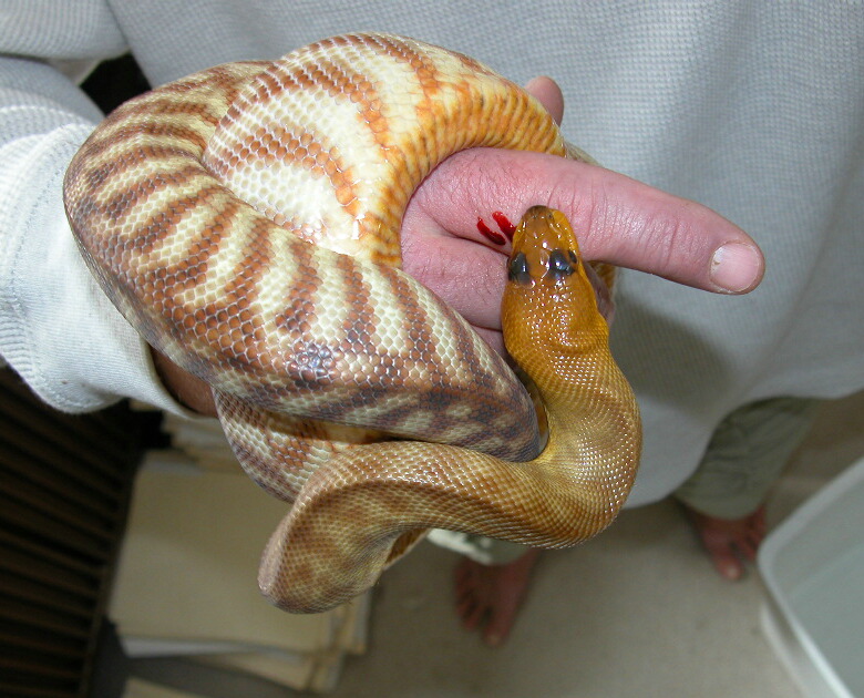 Darn Womas