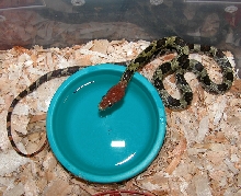 new little girl