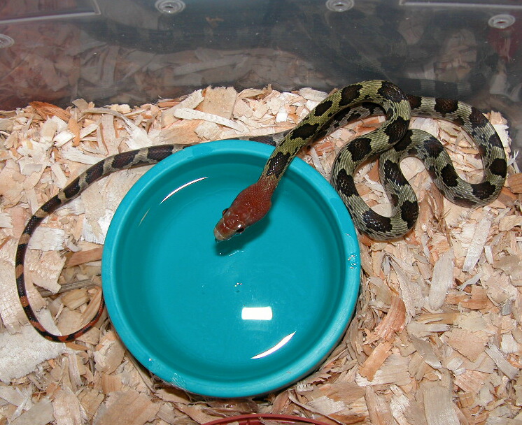 new little girl
