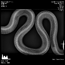 Sable x-ray 1