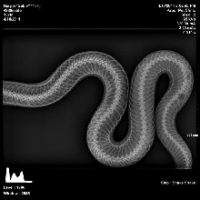 Sable x-ray 2