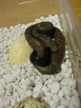 2011 hatchling BT cribo