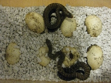 more hatchling cribos