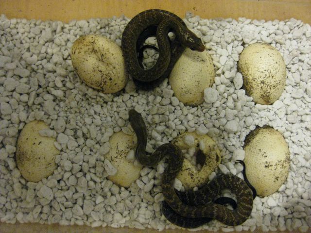 more hatchling cribos