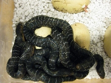 pile of erebennus