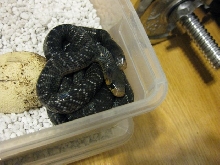 two more babies