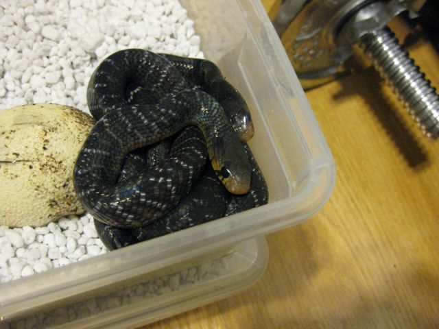 two more babies