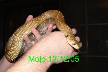 Mojo 12/12/05