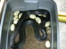 Sue Ellen on Eggs