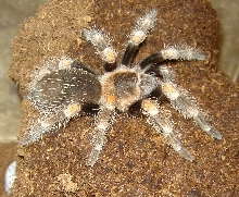 B. smithi