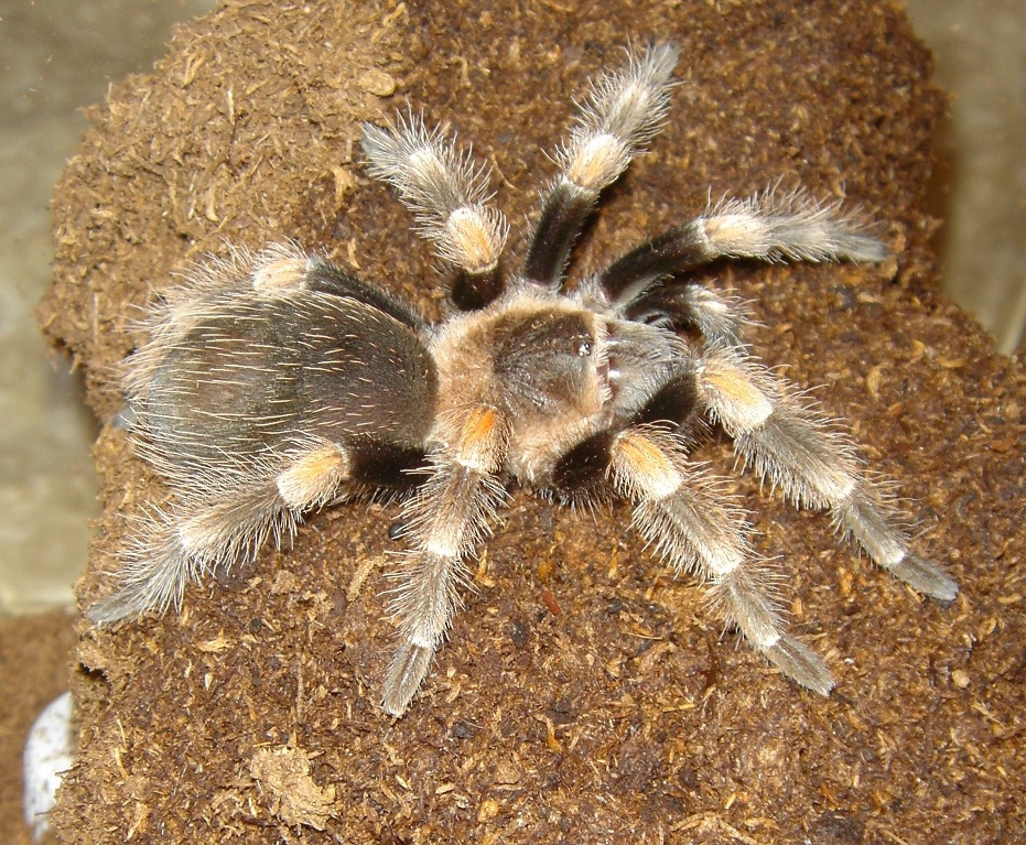 B. smithi