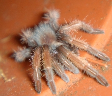 B. emelia