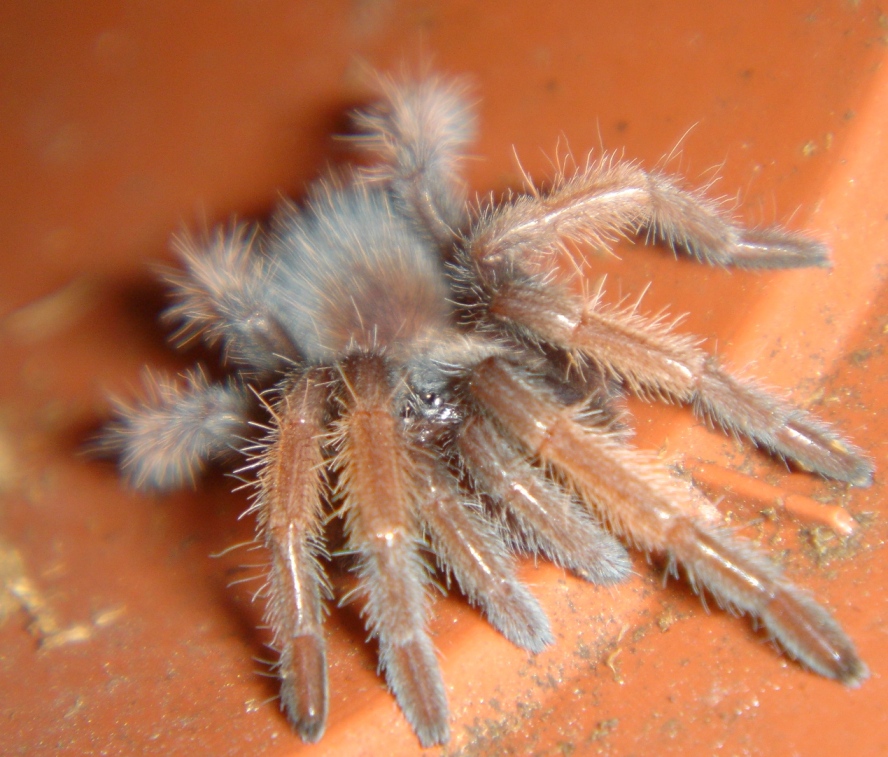 B. emelia