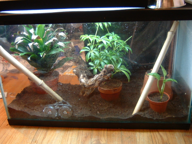 Crested Set Up