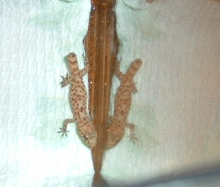 Hemidactylus?