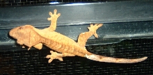 Crested