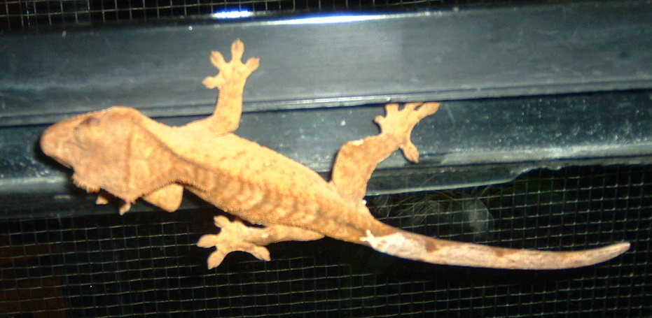Crested