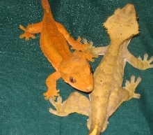 crested pair