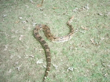 9' long rescue red tail