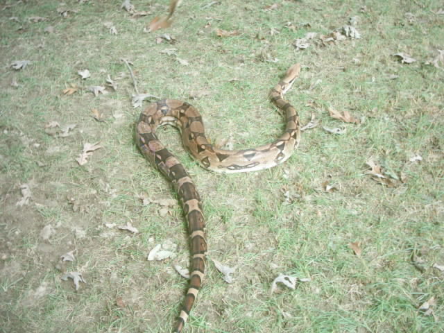 9' long rescue red tail