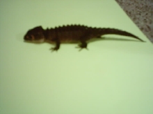Red Eyed Crocodile skink