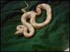 Hypo Hogg Island boa