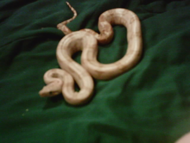 Hypo Hogg Island boa