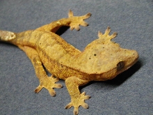 new female 2