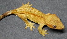 new female 1