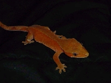 new female crested 3 red