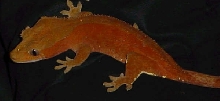 new crested female 3 pict 2
