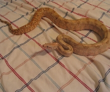 Hogg female