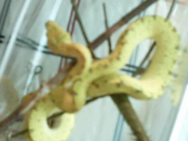new gtp!