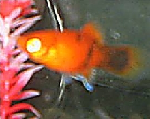 is this a platy