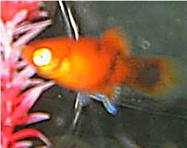 is this a platy