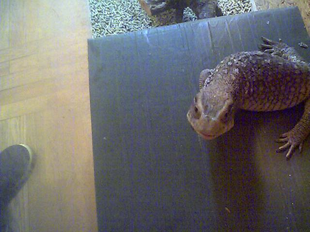 Yoshi 2
