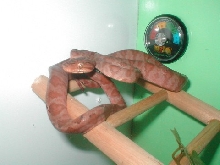 atb