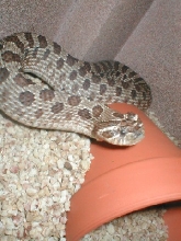 female hog 1