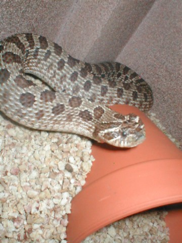 female hog 1