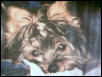 My Benji