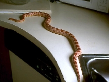 amelanistic female