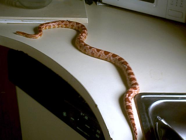amelanistic female