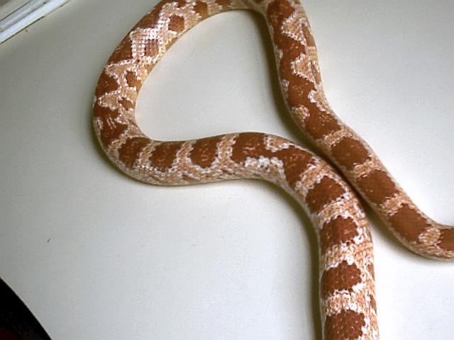amelanistic female