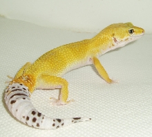 super hypo