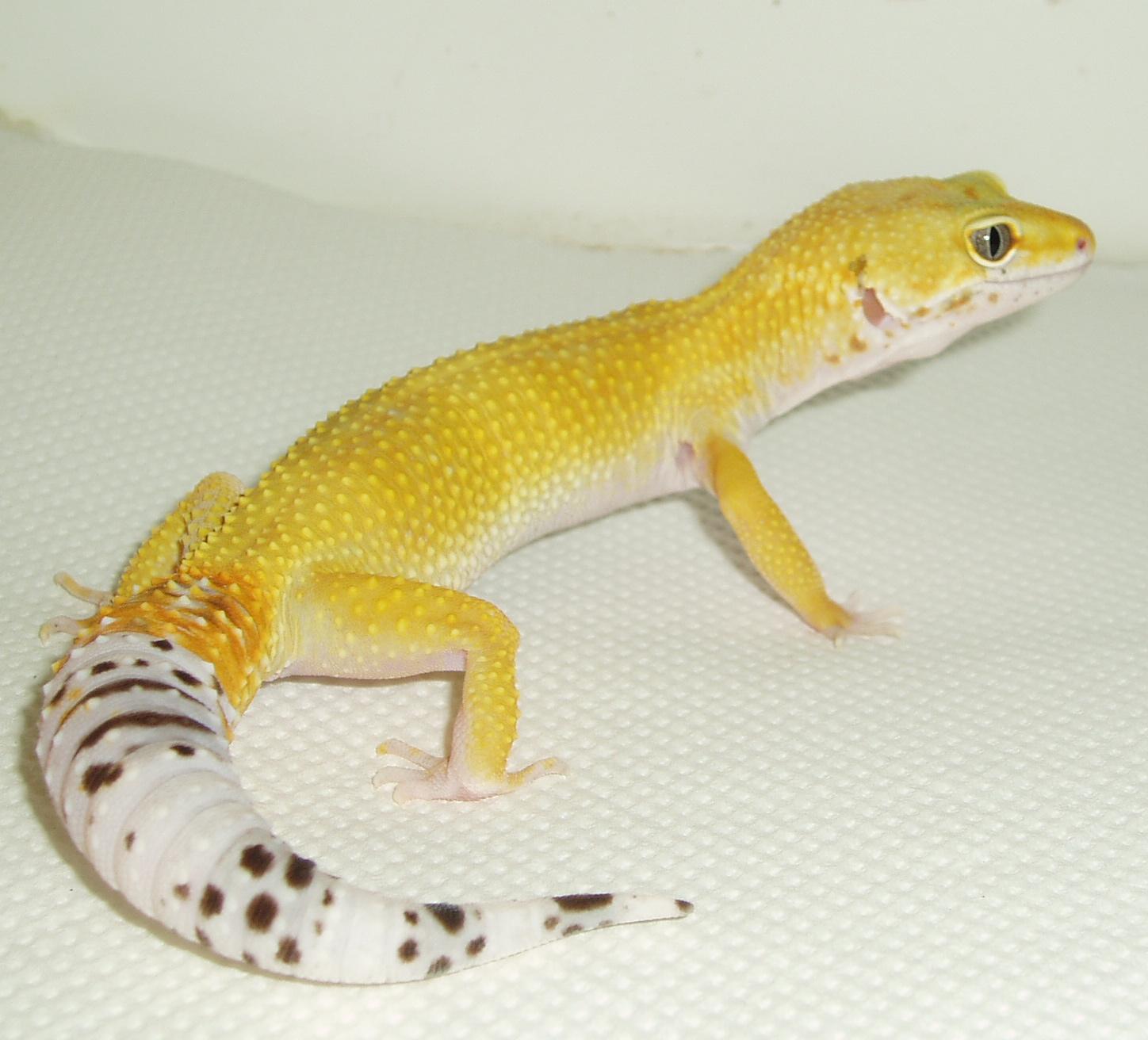 super hypo