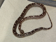 Anerythristic Motley