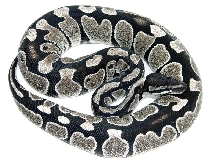 NERD Axanthic